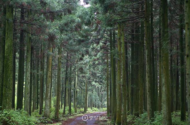 사려니오름 가는 길. 삼나무 빼곡한 깊은 숲길이 한없이 이어진다.