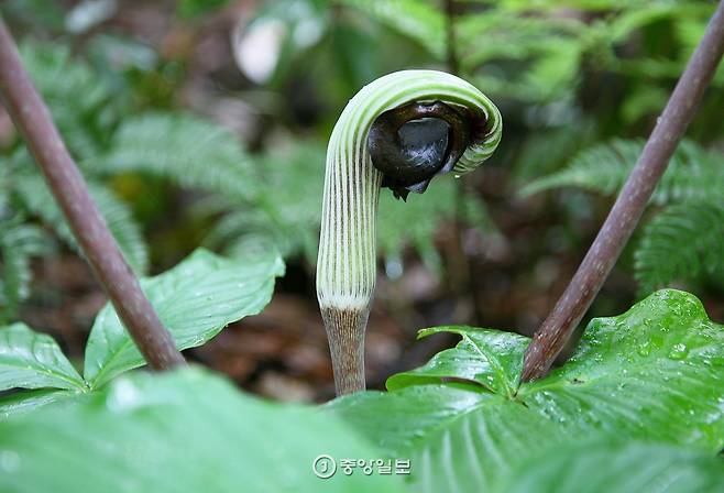 큰천남성은 독초다. 마침 꽃이 피었는데 뱀이 머리를 든 것처럼 생겼다.