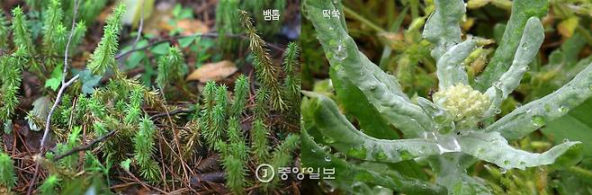 뱀톱 떡쑥 모두 따뜻한 지역에서 사는 식물이다. 한라산 자락에서는 흔히 보이지만 뭍에서는 보기 힘들다.