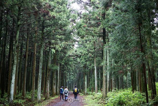 사려니오름 가는 길. 삼나무 빼곡한 깊은 숲길이 한없이 이어진다.