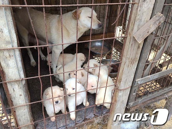 식용 목적으로 태어나 뜬장에서 음식쓰레기를 먹으며 자라는 개들.(사진 카라 제공).© News1