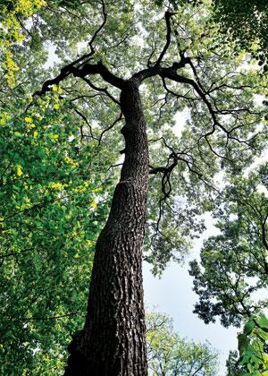 [월간산]선사시대 유적에도 생활 도구로 발굴되는 오리나무. 우리 민족과 밀접한 연관이 있는 생활 속의 나무였다.