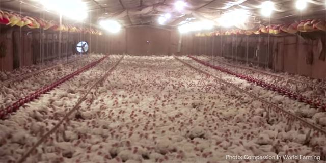 농장에서 닭들이 밀집 사육되고 있다. CIWF