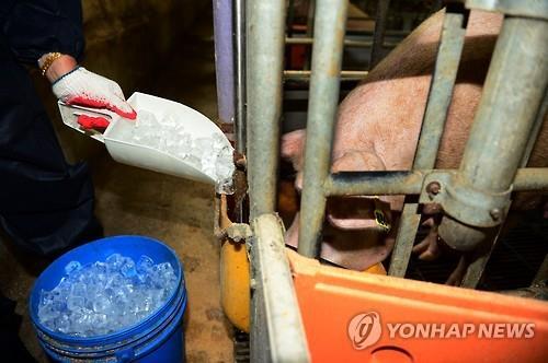얼음먹는 돼지 ［연합뉴스 자료사진］