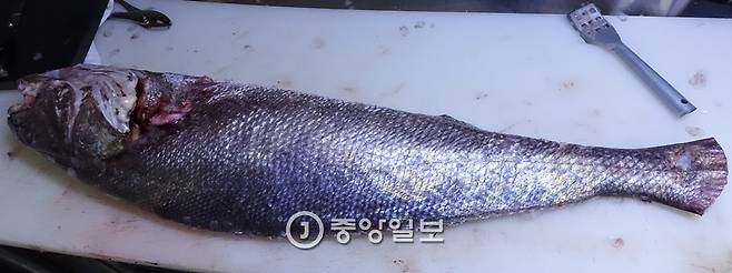 지난 22일 완도에서 올라온 민어의 고리부분 비늘은 금빛이 선명하다.