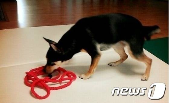 리드줄에 다가서는 앨리스. © News1