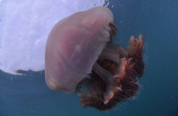최근 우리나라 남서해안에 자주 나타나는 노무라입깃해파리. 최대 크기는 180cm, 무게 200kg이고, 독성이 강하며, 주로 중국 해역에서 유입되는 종으로, 여름철에 집중적으로 어업이나 해수욕객에 피해를 입히고 있다.