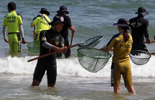해운대 해수욕장 일대에서 해경 대원 등이 해파리 수거 작업을 펴고 있다.