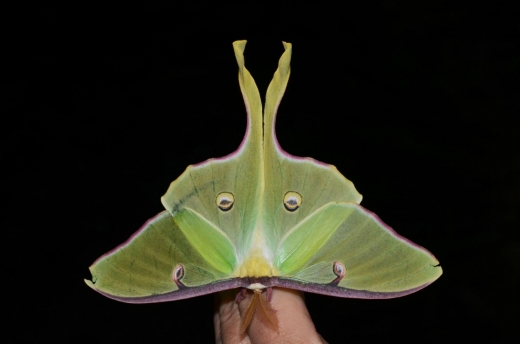 ‘스텔스 나방’ - 북미에서 가장 큰 나방 중 하나인 대형 멧누엣나방 (Luna moths). 아래가 머리이고 위가 꼬리 부분. (사진=Andy Reago & Chrissy McClarren/Flickr)