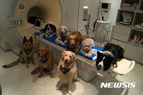 【부다페스트=AP/뉴시스】헝가리 수도의 MR연구센터에서 개 뇌 및 언어 연구에 동원된 개들이 스캔너 주위에 앉아 있다. 30일 개들도 인간들이 언어를 발화할 때와 똑같은 뇌 영역을 언어 활동에 사용한다고 과학자들이 말했다. 이 내용은 사이언스 지에 발표됐다. 2016. 8. 30.