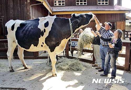 【유레카=AP/뉴시스】미국 캘리포니아 유레카 타임스 스탠더드는 지난 8일(현지시간) 몸무게가 1t에 달하는 홀스타인 종 황소 대니얼이 '세계에서 가장 큰 소'로 기록될 전망이라고 보도했다. 사진은 지난 6일 대니얼의 주인인 켄 팔리와 앤 캘리가 대니얼에게 건초를 주고 있는 모습. 2016.09.10