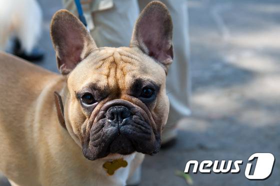 불독. (사진 이미지투데이)© News1