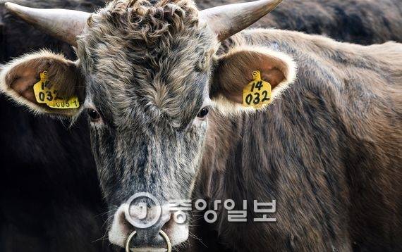 진갈색 줄무늬가 선명한 토종한우 칡소. 종복원 작업이 원활하게 진행돼 현재 전국에 3000여 마리가 사육되고 있다. 전민규 기자