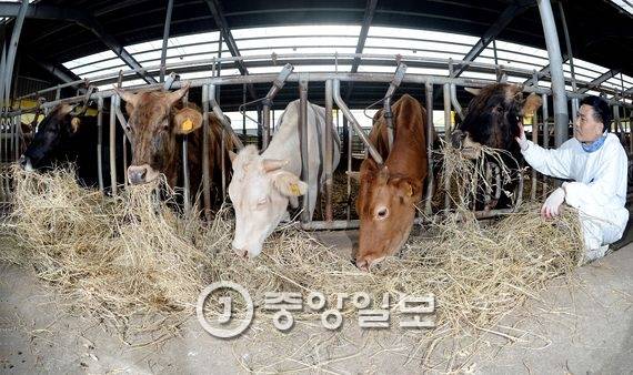 토종 한우는 귀한 몸이다. 연구원들이 지극정성으로 보살핀다. 왼쪽부터 흑우, 칡소, 백우, 한우, 칡소. 전민규 기자