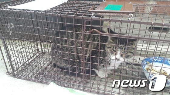 중성화수술을 앞둔 길고양이 한 마리가 포획틀에 갇혀 있는 모습. © News1