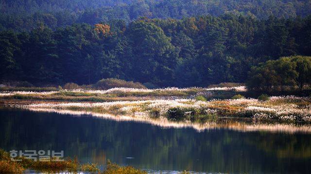 추동습지공원의 억새가 따사로운 오후 햇살에 눈부시다.