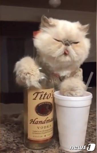 눈 하나 깜짝 않고 서 있는 고양이. (유튜브 영상 캡처) © News1