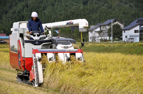 [미나미우오누마<일 니가타현> 교도=연합뉴스 자료사진] 일본 최고품질의 쌀로 알려진 니가타현 우오누마고시히카리 수확 작업.
