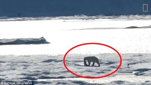새끼 북극곰을 잡아먹는 수컷 북극곰