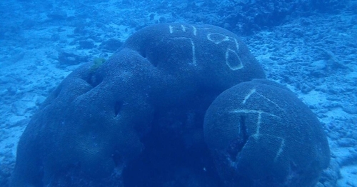 태국 남부 팡응아주 시밀란 군도 인근 바닷속에서 날카로운 물체로표면을 긁어 한글 이름을 새긴 산호가 발견됐다 [트위터 캡처]