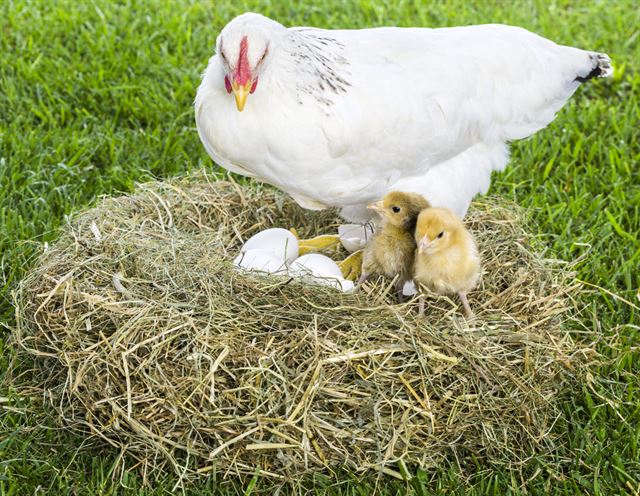 닭은  알 속에 있는 병아리와도 대화할 수 있다. 게티이미지뱅크