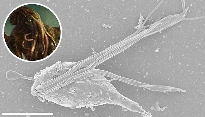 흰개미의 창자속에서 새로 발견된 공생 원생생물 크툴루. 막대는 0.01mm. 원 안은 크툴루를 묘사한 그림./사진출처=에릭 제임스 외. 온라인 공개 학술지 플로스