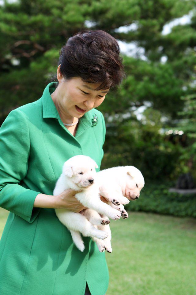 지난 2015년 박근혜 전 대통령이 대통령 취임식 때 선물 받은 진돗개 희망이와 새롬이가 낳은 새끼들을 안고 있다. 연합뉴스