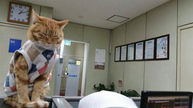 작년에 역곡역의 명예역장이 된 다행이는 역장이 건강 문제로 떠나자 보호소로 보내진 이후 실종됐다. 다행이 페이스북