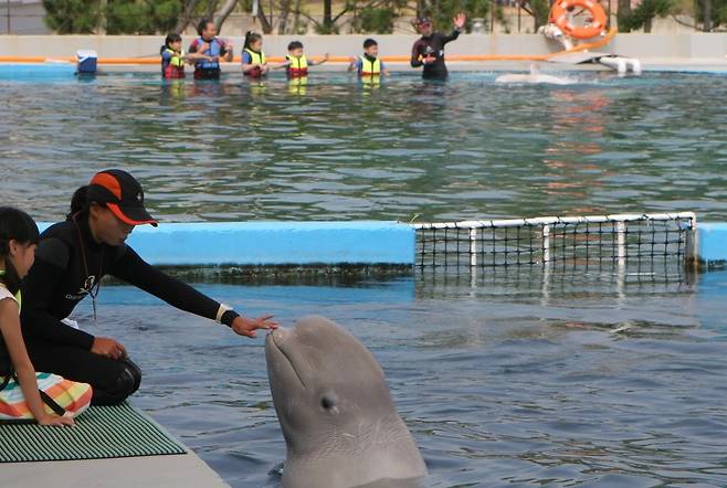 2014년 경남 거제의 돌고래 수족관 ‘거제씨월드’에서 흰고래 체험 프로그램이 열리고 있다.  남종영 기자 fandg@hani.co.kr