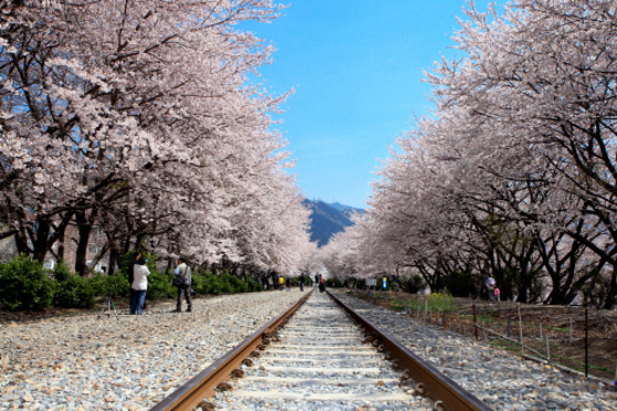벚꽃 터널을 이룬 창원 진해구 경화역. 군항제 기간에만 개방한다. [중앙포토]