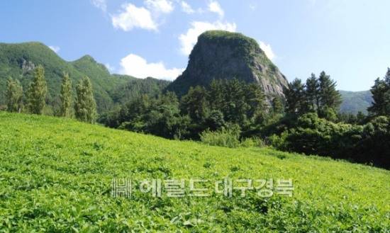 청정 무공해 울릉도에서 재배하고 있는 부지깽이 나물,사진은 울릉군 북면 평리 석봉산 기슭(헤럴드 자료사진)