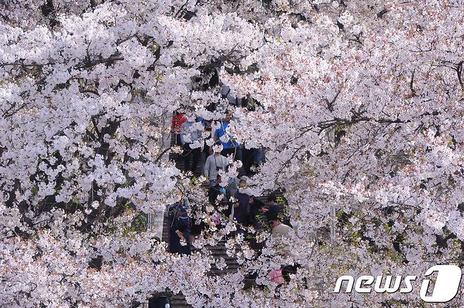 만개한 벚꽃(자료사진). © News1 서근영 기자