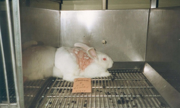 동물실험에 이용한 토끼가 웅크리고 앉아 있다. 토끼 등에는 일부러 상처를 내고 새 화장품 원료를 접촉시켜 자극성과 염증 정도를 실험한 흔적이 보인다. 동물보호단체 카라 제공