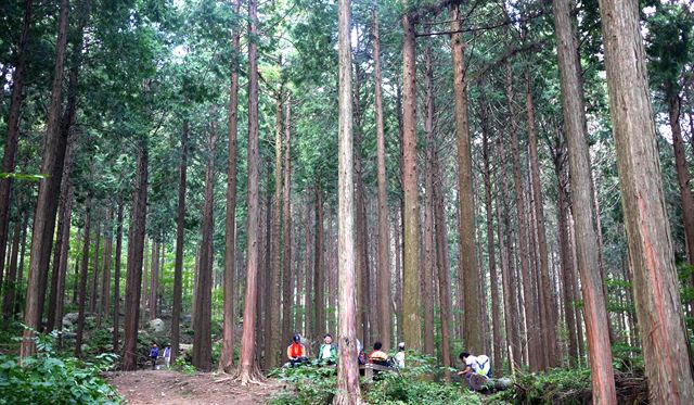장성 축령산 편백나무 숲