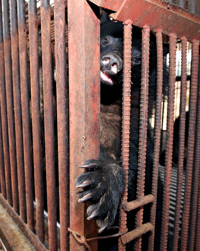 충남 당진의 한 곰사육장에서 곰이 철창 사이로 발은 내밀고 있다. [중앙포토]