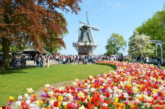 쾨켄호프에서는 매년 봄 유럽 최대의 꽃 축제가 열린다. (사진=유레일 제공)