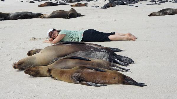 에콰도르령 갈라파고스 군도 해변에서 잠자는 바다사자 가족 옆에서 사진을 찍었다. 18세기 갈라파고스 군도에서 포경 선원들이 고기와 기름을 얻기 위해 19만마리의 바다거북을 죽이기도 했다. 요즘은 생태계 보존을 위해 관광객들이 동물을 만지지 못하게 해서 동물들이 인간에 대한 두려움이 없다. 김남희 제공