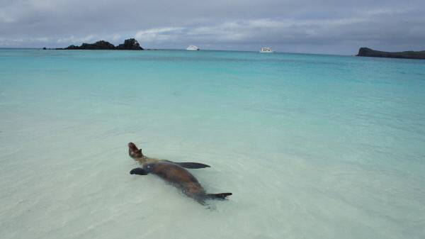 바다사자가 호젓한 갈라파고스 해변에서 하늘을 보고 누운 채 놀고 있다.