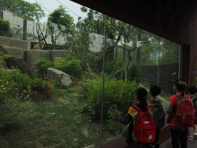지난해 전면 개수한 서울동물원 표범 우리. 철창 같은 기존 우리보다 자연성을 높였고 표범의 복지를 고려했다. 이곳에 한국표범이 들어온다.