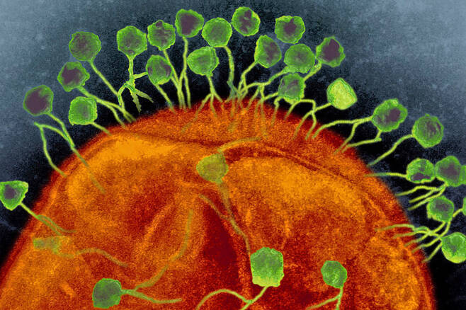 크리스퍼 유전자 가위는 자연에서 박테리아와 고세균 미생물의 생존과 진화를 이끄는 중요한 생명현상임이 밝혀지고 있다. 현미경 영상은 박테리아 세포막에 달라붙어 침투 공격을 하는 바이러스들(녹색) 모습. 위키미디어 코먼스