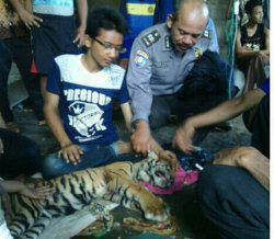 지난 24일 인도네시아 리아우주(州)에서 발견된 생후 6개월짜리 새끼 수마트라 호랑이. 당국은 이 호랑이가 밀렵꾼 등에게 어미를 잃었을 가능성이 크다고 보고 있다.[인도네시아 트리뷴뉴스 홈페이지 캡쳐=연합뉴스]