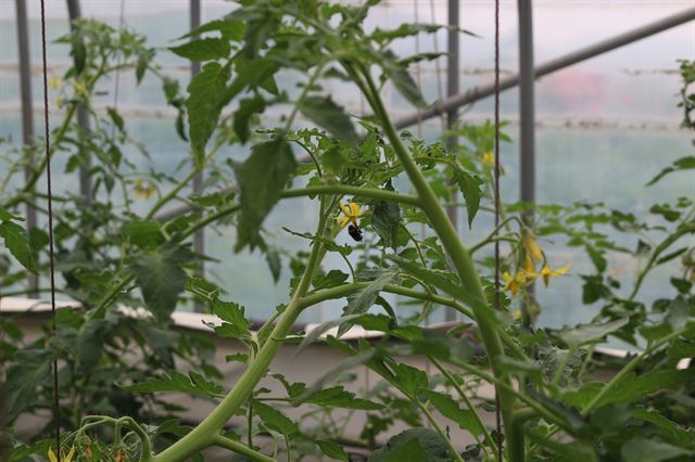 달기농장의 토마토 꽃 수분은 벌이 담당한다. 자연스럽게 꽃가루를 옮겨 붙이는 방법이다. 사진 이해림 객원기자