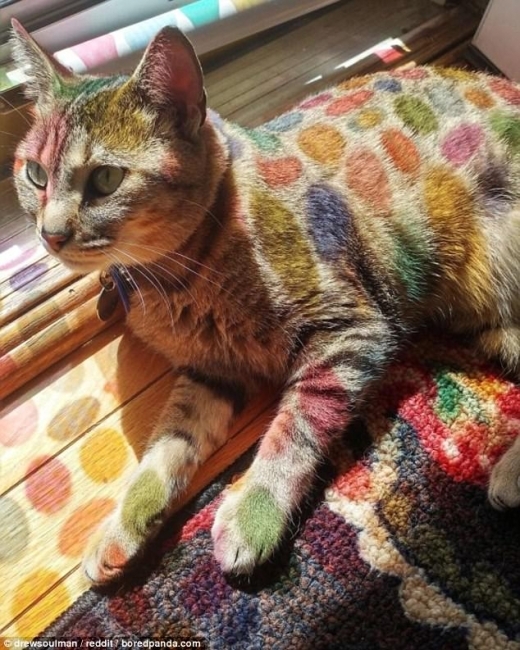 이 고양이는 햇빛이 비치는 창문의 장식 탓에 알록달록한 빛의 색상을 입게 됐다.