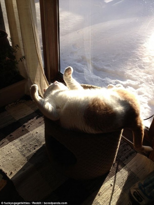 사진 속 고양이는 창가에 눈 바구니에 누워 햇빛을 쬐며 잠이 든 모습이다.