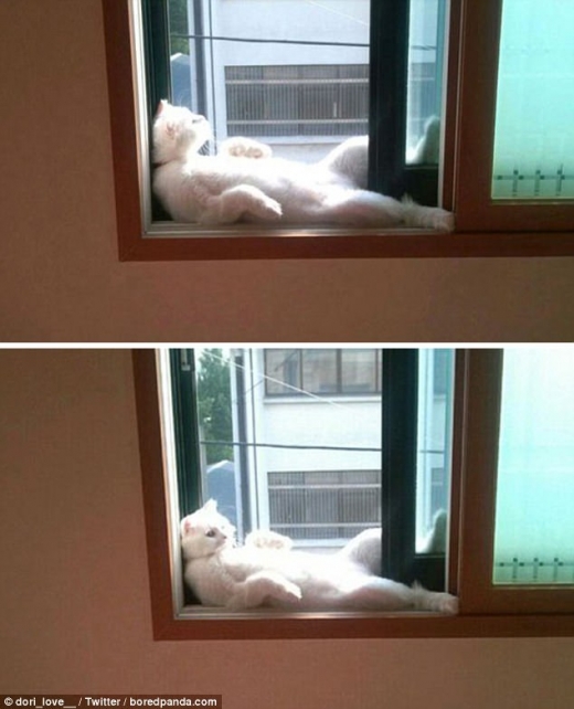 사진 속 고양이는 햇빛이 들어오는 창문 틈에 누워 밖을 보거나 다시 안을 바라보는 모습이다.