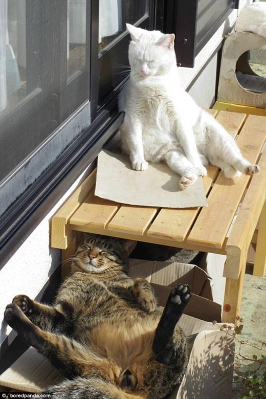사진 속 두 고양이는 햇살을 쬐며 졸고 있는 모습이다.