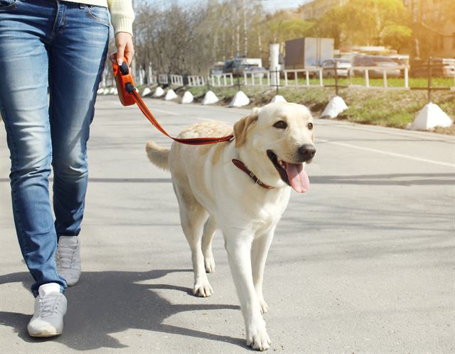 후각으로 세상을 인지하는 개에게 산책은 매우 중요하다. 게티이미지뱅크