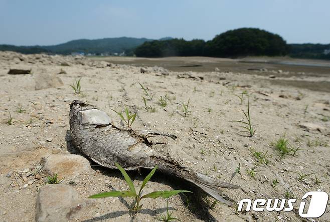극심한 가뭄이 지속되고 있는 22일 오후 경기 화성시 봉담읍 소재 덕우저수지가 바닥을 드러낸 가운데 물고기가 말라 죽어 있다. 2017.6.22/뉴스1 © News1 오장환 기자