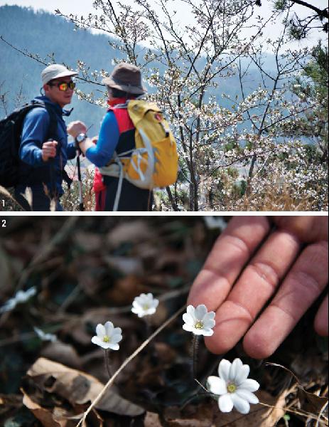 [월간산]1 임도 변에 만발한 벚꽃을 구경하고 있다. 2 풀숲에 숨어 있는 지력산 노루귀.