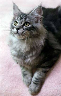 사진=핀터레스트